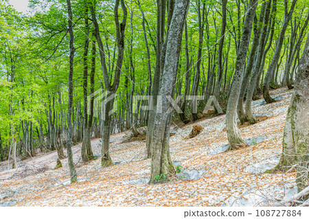 [Niigata Prefecture, Sado, Beech Forest] Fresh green beech at Mt. Kitadake in May 108727884