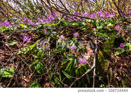 [Niigata Prefecture, Sado, Katakuri] Remaining snow, fresh greenery and Katakuri on Mt. Kitadake in May 108728484
