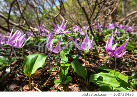 [Niigata Prefecture, Sado, Katakuri] Remaining snow, fresh greenery and Katakuri on Mt. Kitadake in May 108728486