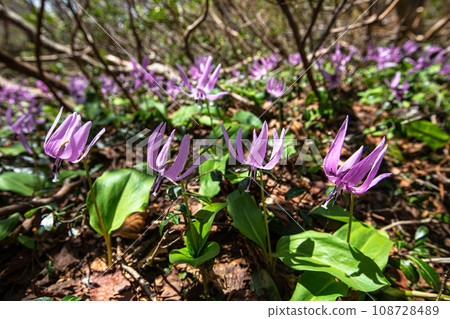 [Niigata Prefecture, Sado, Katakuri] Remaining snow, fresh greenery and Katakuri on Mt. Kitadake in May 108728489