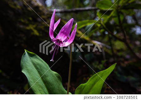 [Niigata Prefecture, Sado, Katakuri] Remaining snow, fresh greenery and Katakuri on Mt. Kitadake in May 108728501
