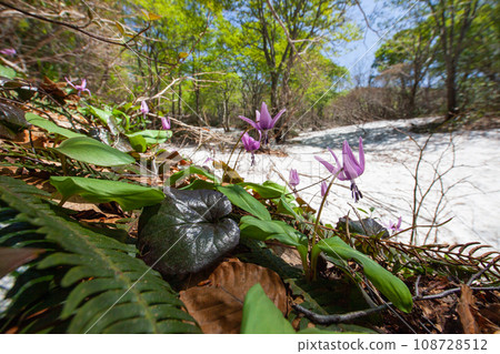 [Niigata Prefecture, Sado, Katakuri] Remaining snow, fresh greenery and Katakuri on Mt. Kitadake in May 108728512