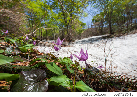 [Niigata Prefecture, Sado, Katakuri] Remaining snow, fresh greenery and Katakuri on Mt. Kitadake in May 108728513