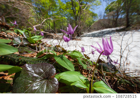 [Niigata Prefecture, Sado, Katakuri] Remaining snow, fresh greenery and Katakuri on Mt. Kitadake in May 108728515