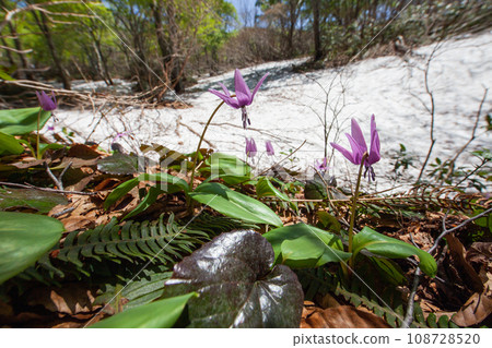 [Niigata Prefecture, Sado, Katakuri] Remaining snow, fresh greenery and Katakuri on Mt. Kitadake in May 108728520