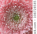Flower up 108728585