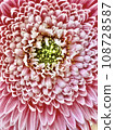 Flower up 108728587