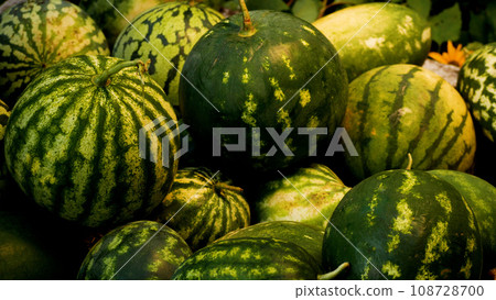 Many ripe watermelons lie on the ground. Growing and harvesting watermelons. Sweet dessert. 108728700