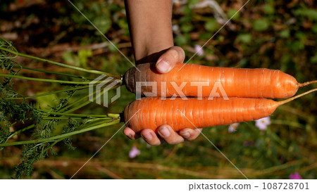 Ripe carrots just plucked from the ground in a child's hand. Healthy food concept for kids 108728701