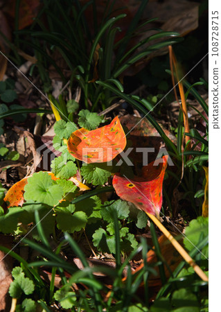 Scenery of fallen leaves 108728715