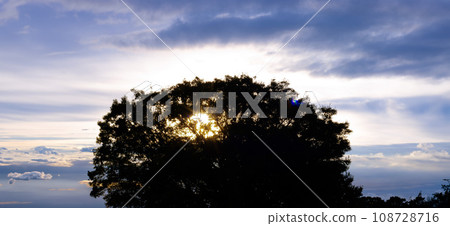 big tree and morning sun big tree and morning sun 108728716