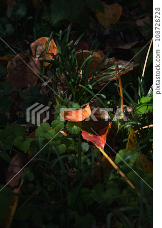 Scenery of fallen leaves 108728728