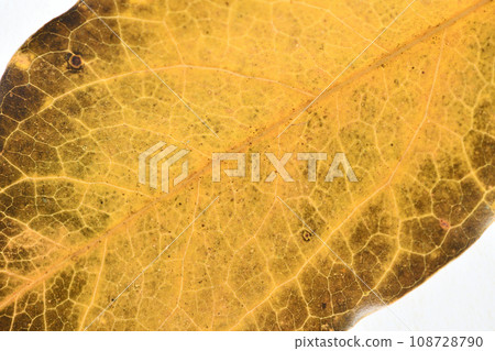 闊葉樹的秋葉/kakuremino(隱藏的陰影)/背景資料 闊葉樹的秋葉/kakuremino(隱藏的陰影)/背景資料 108728790