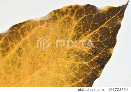 Autumn leaves of broad-leaved tree/kakuremino (hidden shade)/background material 108728794