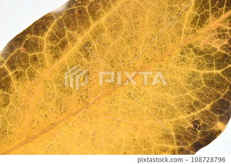 Autumn leaves of broad-leaved tree/kakuremino (hidden shade)/background material 108728796