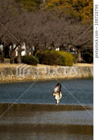 魚鷹跳入河中 魚鷹跳入河中 108728798