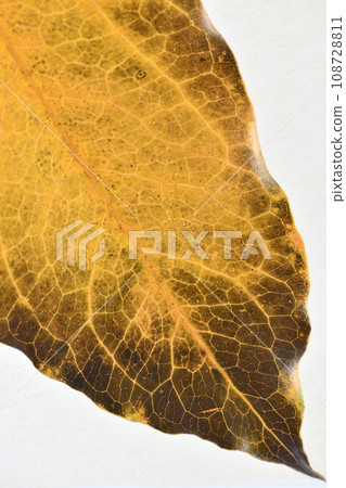 闊葉樹的秋葉/kakuremino(隱藏的陰影)/背景資料 闊葉樹的秋葉/kakuremino(隱藏的陰影)/背景資料 108728811