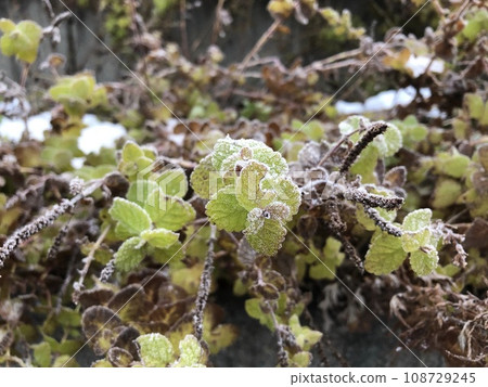 由於雪和霜而看起來像糖果的植物 由於雪和霜而看起來像糖果的植物 108729245