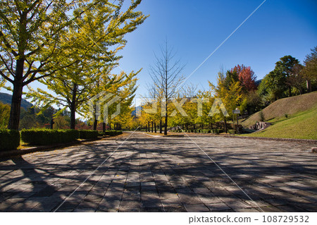 Ginkgo Trees - Fukui Health Forest 108729532