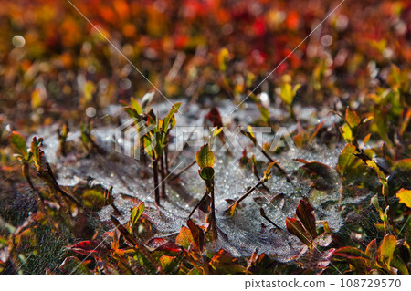 Ginkgo Trees - Fukui Health Forest 108729570