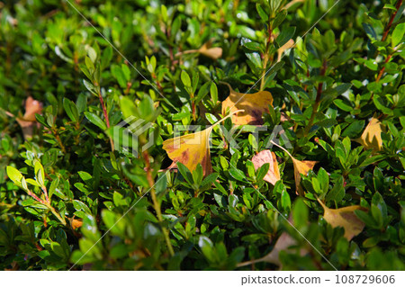 銀杏樹 - 福井健康森林 108729606