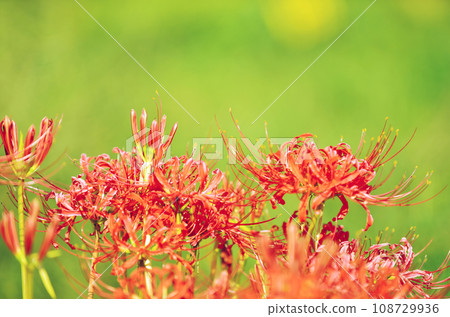 Old lens photography: Red spider lily season Old lens photography: Red spider lily season 108729936