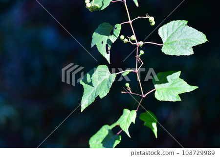 田野裡野生的葡萄，舊鏡頭攝影 108729989