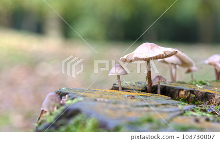 Group of brown mushrooms in a forest at autumn Group of brown mushrooms in a forest at autumn 108730007