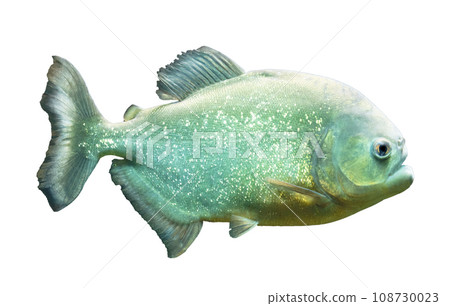 Side view of a pirahna isolated on white Side view of a pirahna isolated on white 108730023