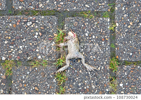 Dead frog toad paddock lying on a street Dead frog toad paddock lying on a street 108730024