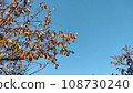 11月中旬的藍天和秋葉初落的樹木01 108730240