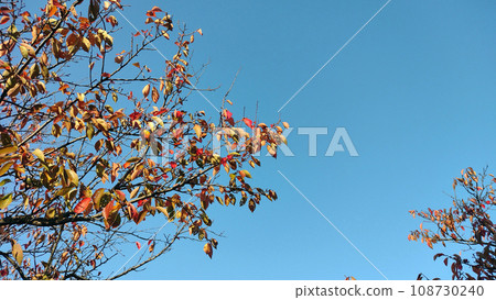 Blue sky in mid-November and trees whose autumn leaves are beginning to fall 01 Blue sky in mid-November and trees whose autumn leaves are beginning to fall 01 108730240