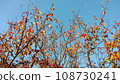 11月中旬的藍天和秋葉初落的樹木02 108730241