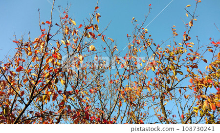 11月中旬的藍天和秋葉初落的樹木02 108730241