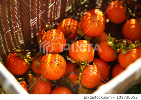 Harvested persimmon 108730352