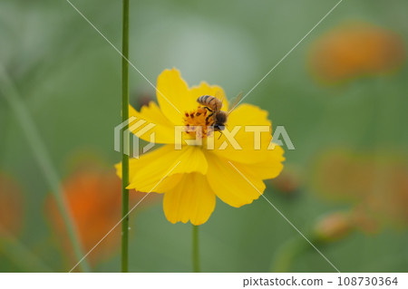 Kivana cosmos and honey bees Kivana cosmos and honey bees 108730364