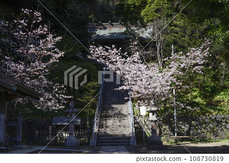 Kamakura Amanawa Shinmei Shrine surrounded by cherry blossoms 108730819