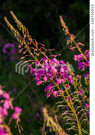 Wonderful flowering fireweed Chamaenerion angustifolium highlighted by the evening sun. A bunch of marvelous blossoming rosebay willowherbs Wonderful flowering fireweed Chamaenerion angustifolium highlighted by the evening sun. A bunch of marvelous blossoming rosebay willowherbs 108730918