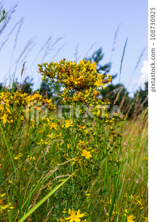 close-up of the yellow blossoms of Hypericum perforatum, a herbal medicine 108730925