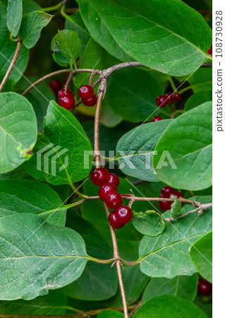 Festive Holiday Honeysuckle Branch with Red Berries Lonicera xylosteum 108730928