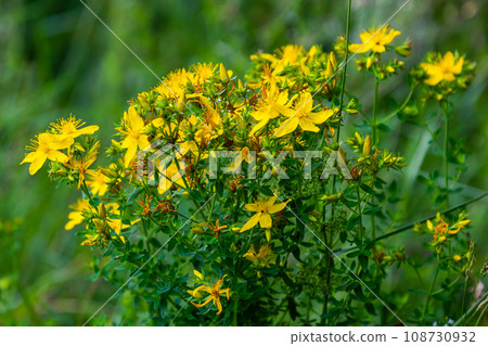 close-up of the yellow blossoms of Hypericum perforatum, a herbal medicine 108730932