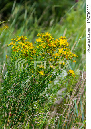 close-up of the yellow blossoms of Hypericum perforatum, a herbal medicine close-up of the yellow blossoms of Hypericum perforatum, a herbal medicine 108730933