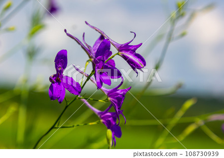 Wild Delphinium or Consolida Regalis, known as forking or rocket larkspur. Field larkspur is herbaceous, flowering plant of the buttercup family Ranunculaceae. Inflorescence with bright violet flowers 108730939