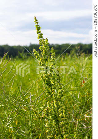 Part of a sorrel bush Rumex confertus growing in the wild with dry seeds on the stem Part of a sorrel bush Rumex confertus growing in the wild with dry seeds on the stem 108730970