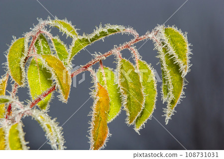Autumn yellow leaf on a branch in frost needles. Morning frost. Rime. Late fall 108731031