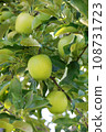 Fresh Green Apple on the apple tree at Apple garden farm background. 108731723