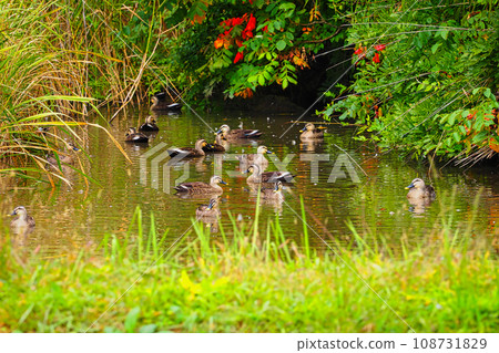 一群斑嘴鴨聚集在水庫 108731829