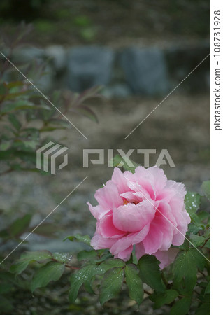 牡丹 牡丹 108731928