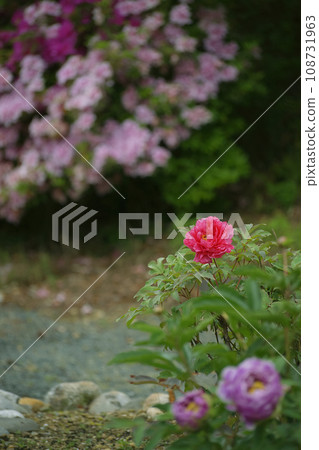 牡丹 牡丹 108731963