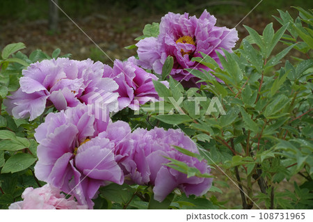 牡丹 牡丹 108731965